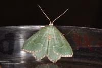 Hemithea aestivaria