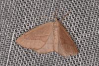 Hylaea fasciaria