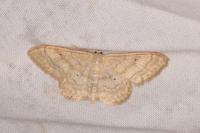 Idaea deversaria