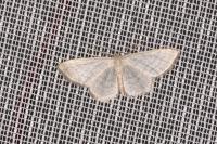 Idaea subsericeata