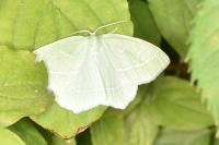 Hemistola chrysoprasaria