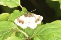 Ligdia adustata
