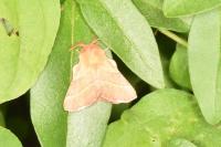 Malacosoma neustria