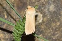 Mythimna pallens