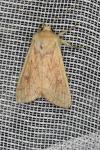 Mythimna vitellina
