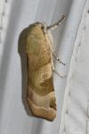 Noctua fimbriata
