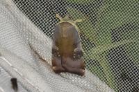 Noctua janthe/janthina