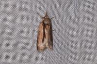 Nycteola revayana