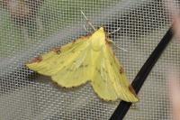 Opisthograptis luteolata