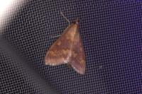 Ostrinia nubilalis