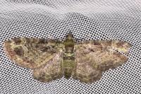Pasiphila rectangulata