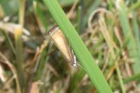 Chrysoteuchia culmella