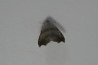 Laspeyria flexula
