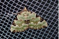 Colostygia pectinataria