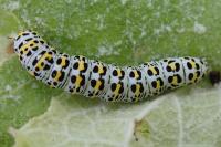 Cucullia verbasci