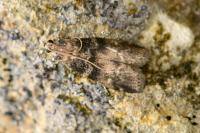 Euzophera pinguis