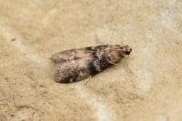 Euzophera pinguis