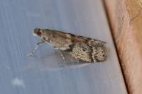 Ephestia