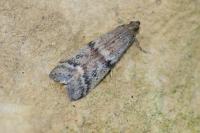 Ephestia
