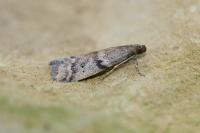 Ephestia