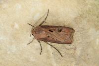 Agrotis exclamationis exclamationis