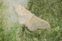 Idaea aversata