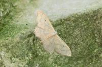 Idaea aversata