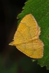 Camptogramma bilineata