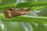 Chrysocrambus linetella