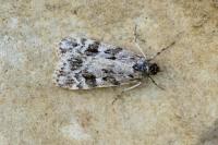 Scoparia