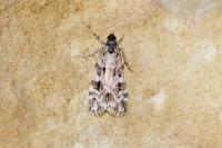 Scoparia