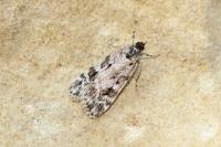 Scoparia