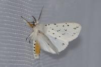 Spilosoma lubricipeda