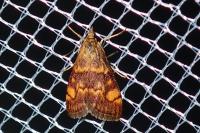 Pyrausta aurata