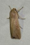 Mythimna unipuncta