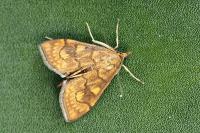 Anania verbascalis