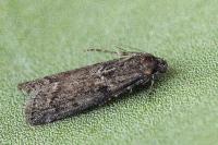 Ortholepis betulae