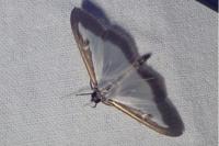 Cydalima perspectalis