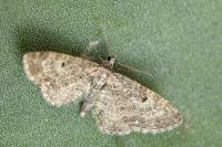 Eupithecia subfuscata