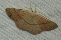 Cyclophora suppunctaria