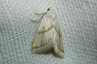 Eublemma pura