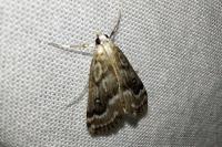 Parapoynx stratiotata