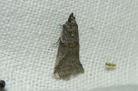 Acrobasis obliqua