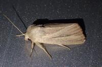 Mythimna pudorina