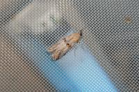 Asalebria florella