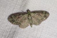 Pasiphila rectangulata