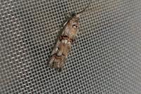 Pempelia palumbella
