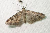 Gymnoscelis rufifasciata