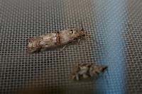Pempelia palumbella