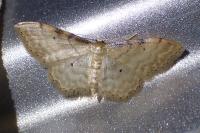 Idaea fuscovenosa